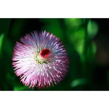 Natural Dahlia Plant